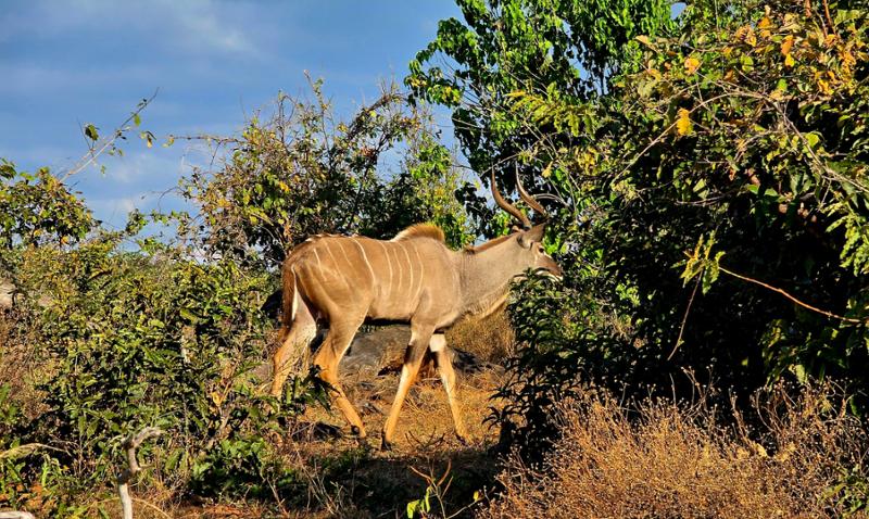 Exploring South Africa, Victoria Falls, and Botswana on 05/15/2026