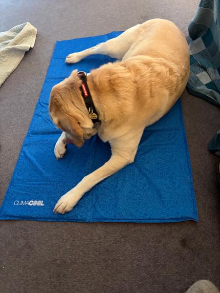 ClimaCOOL Self Cooling Dog Mat (Large – X - Large) - George Barclay
