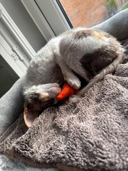 Purrrrrrrfect!
