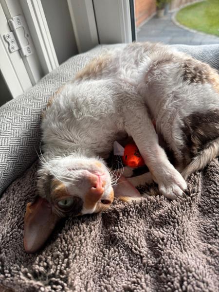 Purrrrrrrfect!
