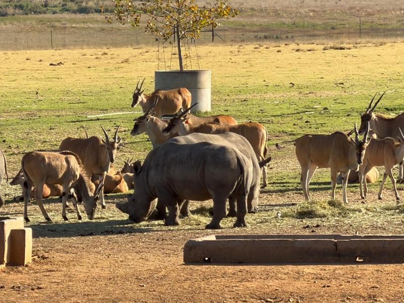 Cape Safari and Falls