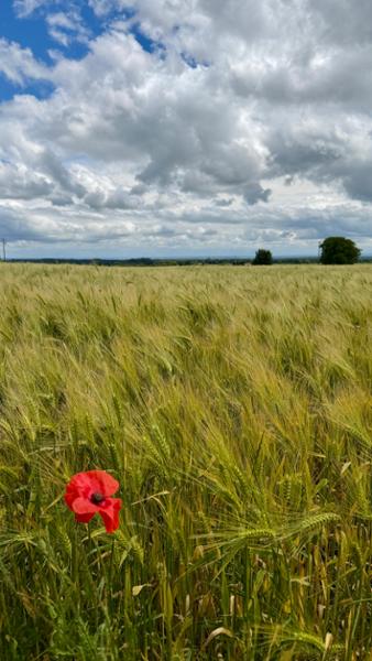 Yes to the Cotswold Way
