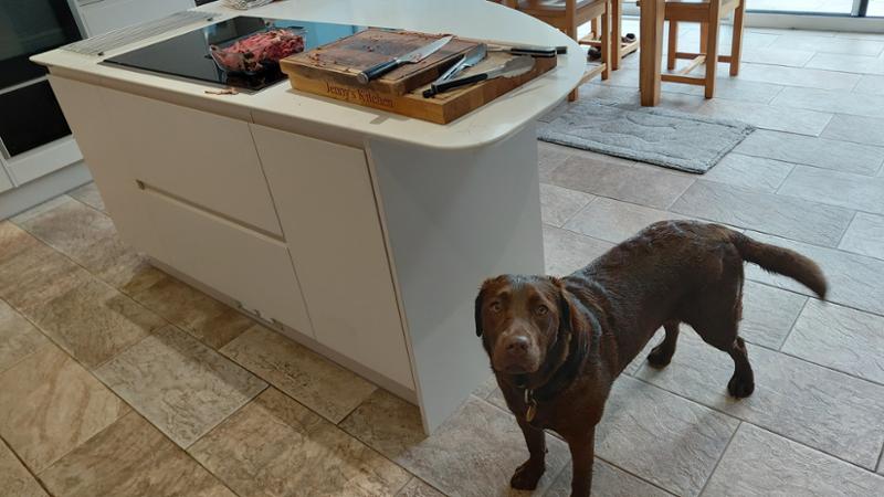 Great service, fast delivery and a very happy Labrador