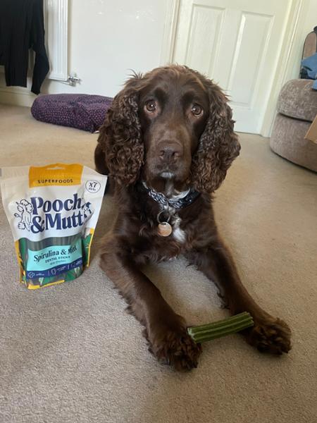Spirulina & Mint Dental Sticks For Dogs | 7 Sticks | Dog Chews For Fresh Breath | Pooch & Mutt | Daily Dental Stick