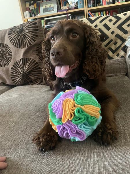 Dog Snuffle Ball | Fun Puzzle Toy For Dogs | Machine Washable | Pooch & Mutt | Made From 75% Recycled Materials