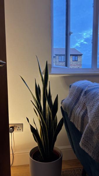 Small and Contemporary Matt Black LED Table/Floor Lamp Uplighter