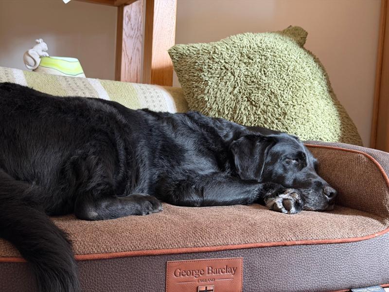 Holbury Dog Sofa Bed - Espresso - Large - Bed with Memory Topper Mattress - George Barclay