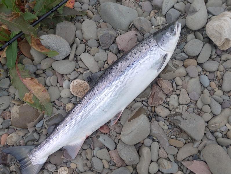 Korum barbel rod