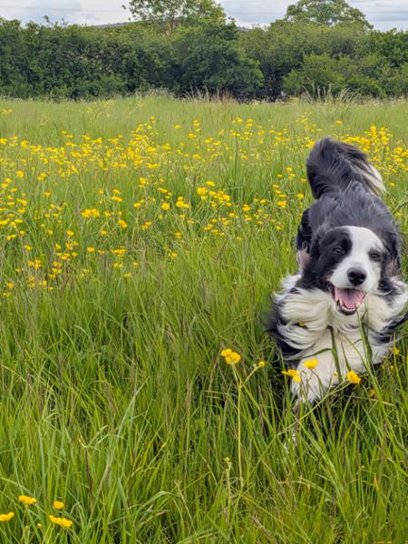 Bear loves his Happy Dog Africa