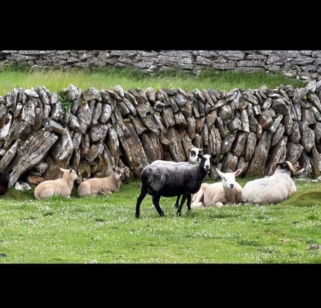 Shades of Ireland on 05/24/2026