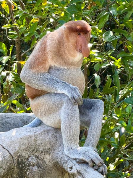 5862-Best of Borneo