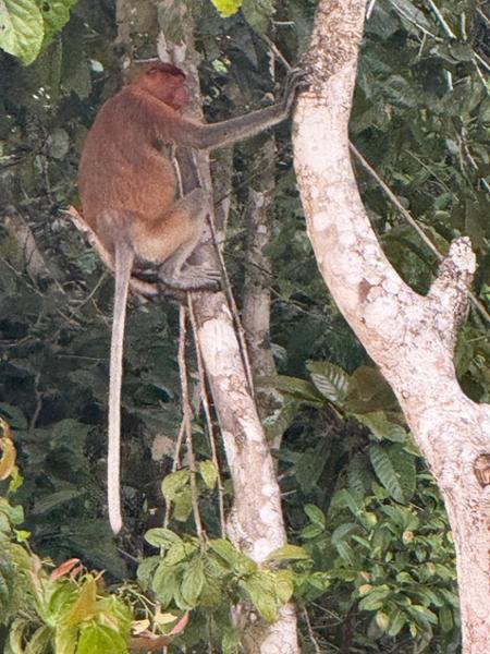 5862-Best of Borneo