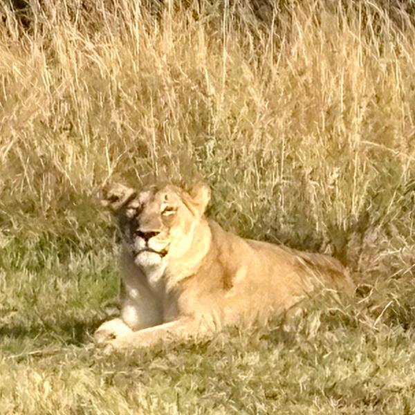 5145-5-Star African Safari