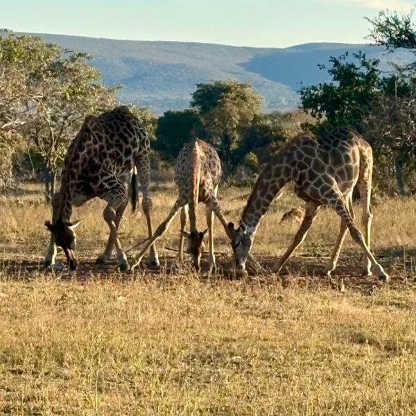 5145-5-Star African Safari