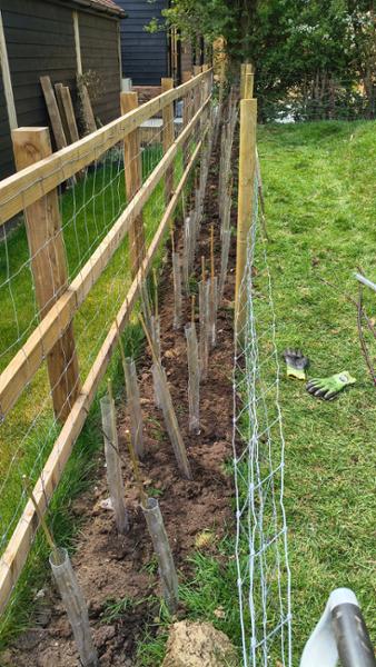 Spiral Guards for Hedging & Sapling Trees, Perforated, 60cm tall