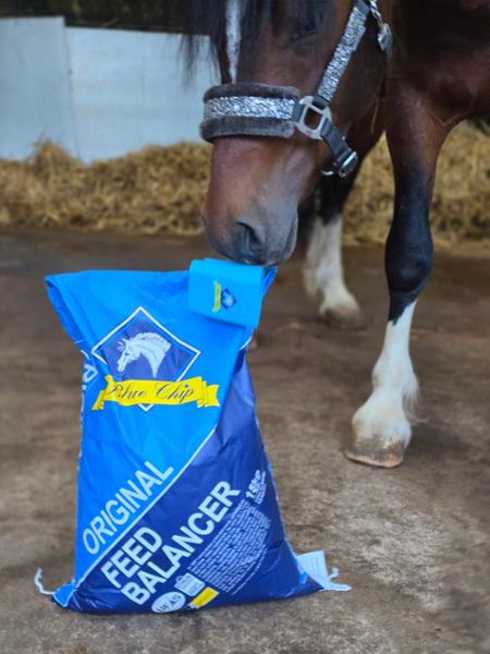 Bluechip origonal