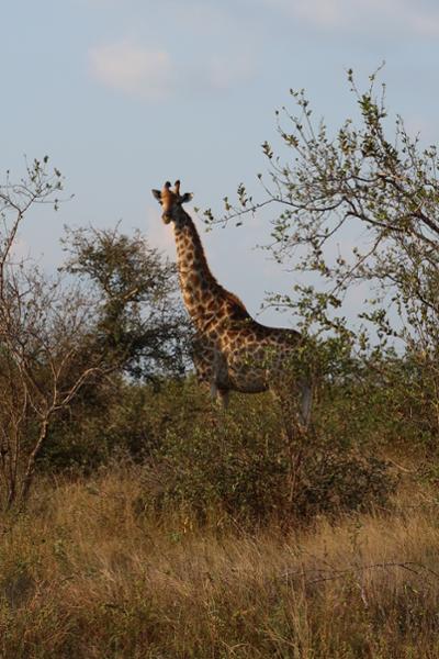 The Most Incredible African Beach/Safari Honeymoon