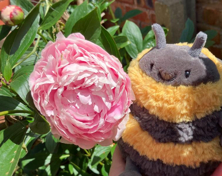 Jellycat Albee Bee