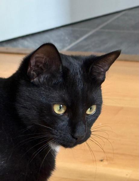 Free-Range Chicken Dry Cat Food