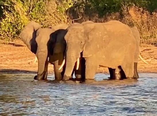 5462-Ultimate African Adventure