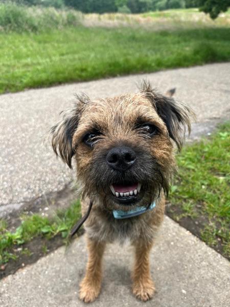 Happy dog