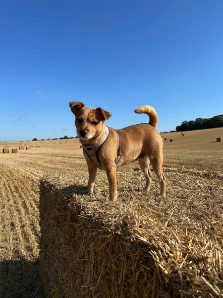 Free-Range Chicken Small Breed Dry Dog Food