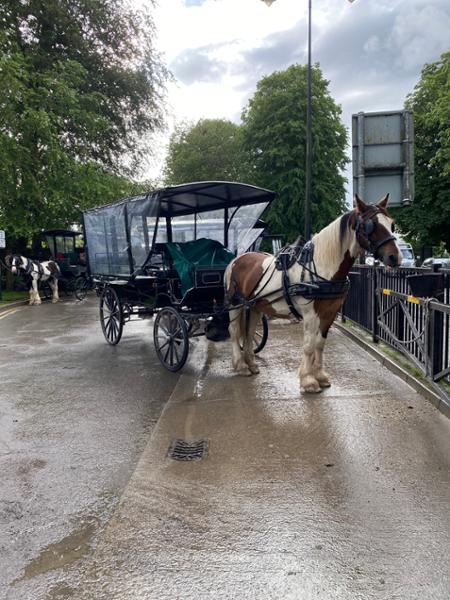 Irish Elegance