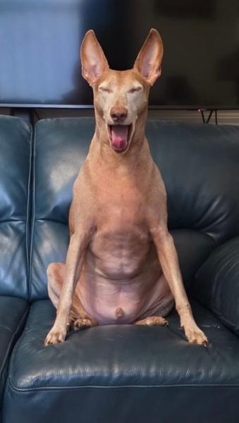 Great food for amazing dogs