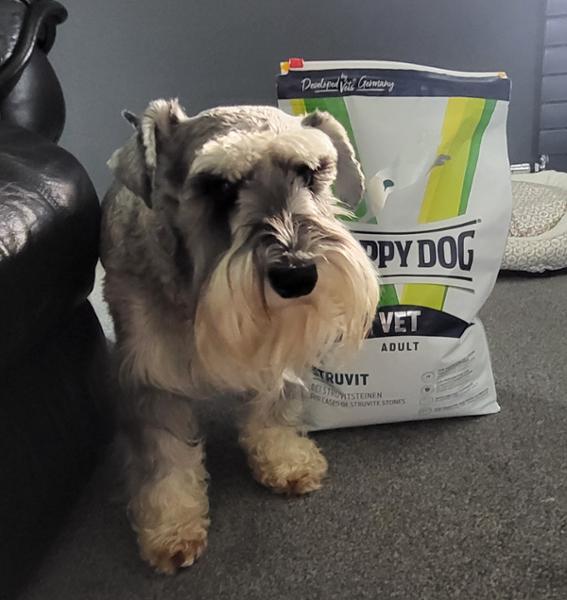 Perfect for a poorly Schnauzer