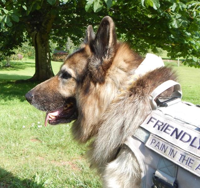 Cleared up German Shepherds ear infection
