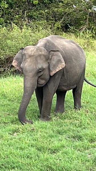 4904-Luxury Sri Lanka