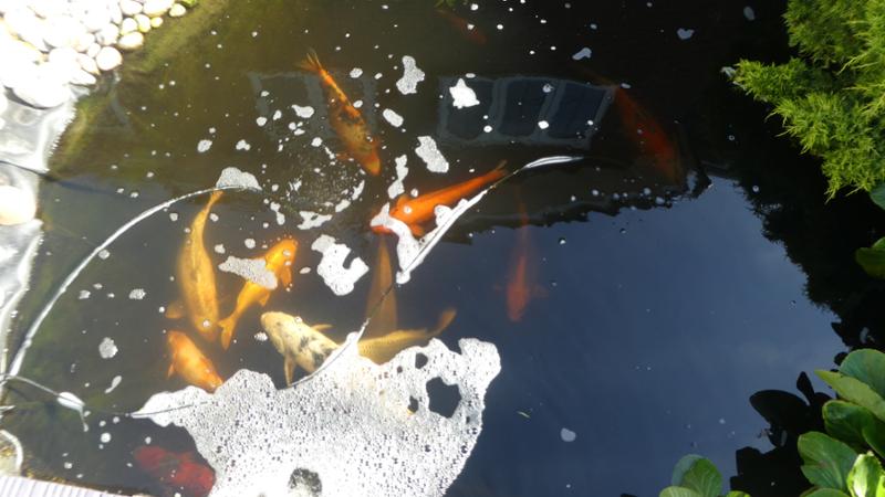 Finally, a clear koi carp pond.