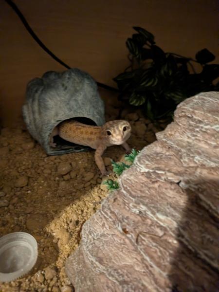 The Best Suppliers of Anything Reptile. Care & Knowledge.