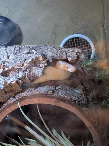 The Best Suppliers of Anything Reptile. Care & Knowledge.