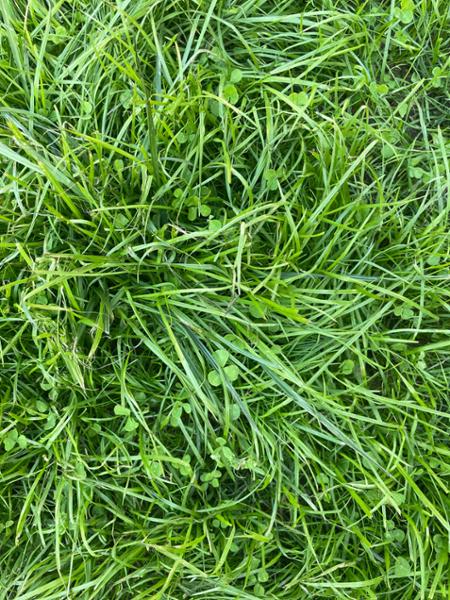 A solid option to restart a lawn