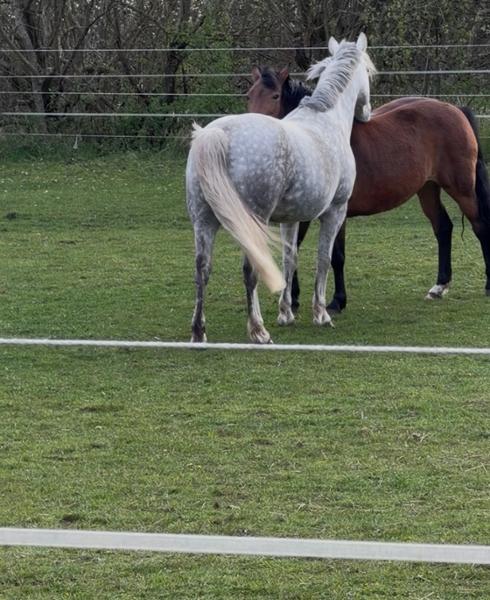 Hardy Hoof - 34 Days Supply (2.25kg)
