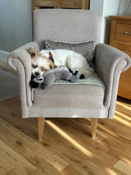 Canagan Small Breed Light/Senior 2kg