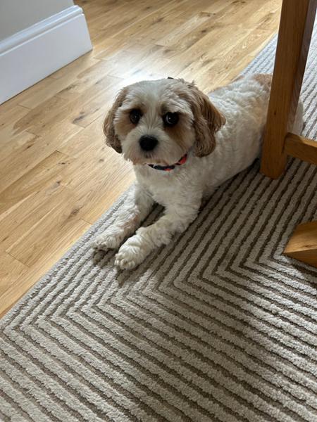 Canagan Small Breed Light/Senior 2kg