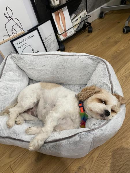 Canagan Small Breed Light/Senior 2kg