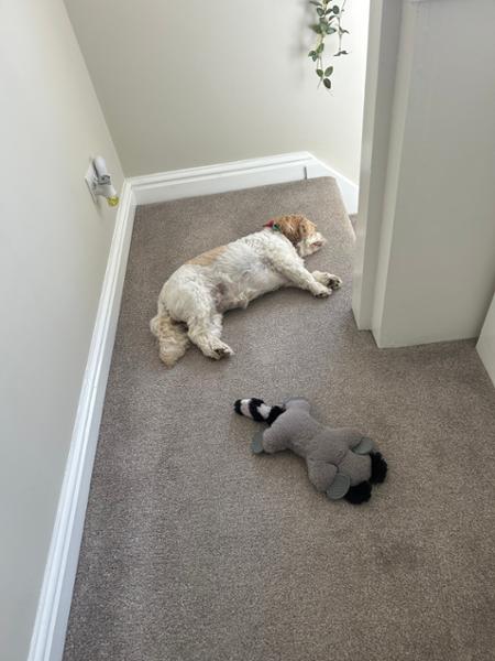 Canagan Small Breed Light/Senior 2kg
