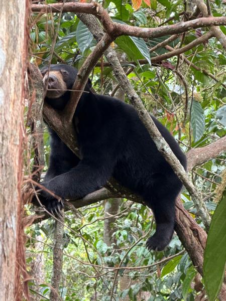 5030-2 for 1 Borneo
