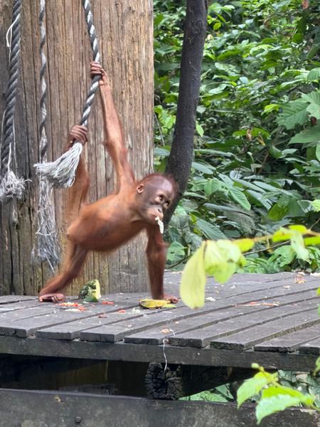 5030-2 for 1 Borneo