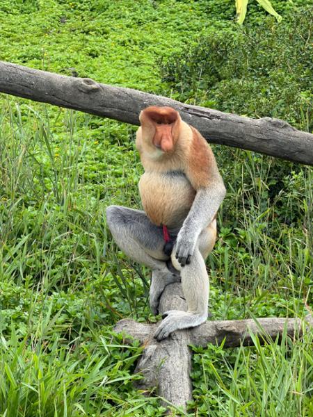 5030-2 for 1 Borneo