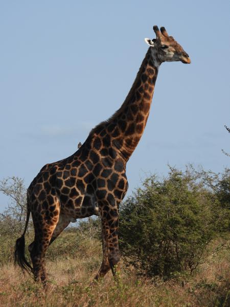 Cape Safari and Falls