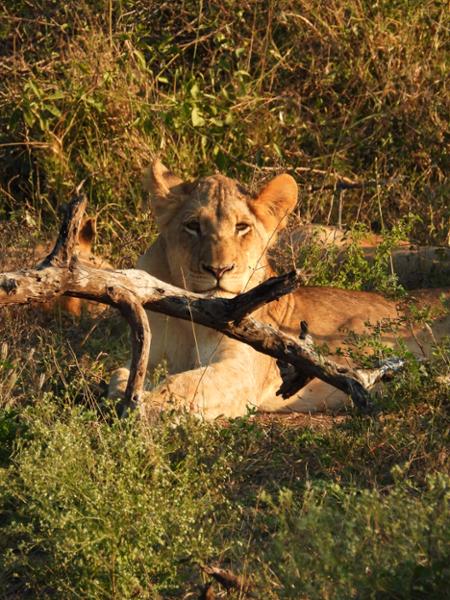 Cape Safari and Falls
