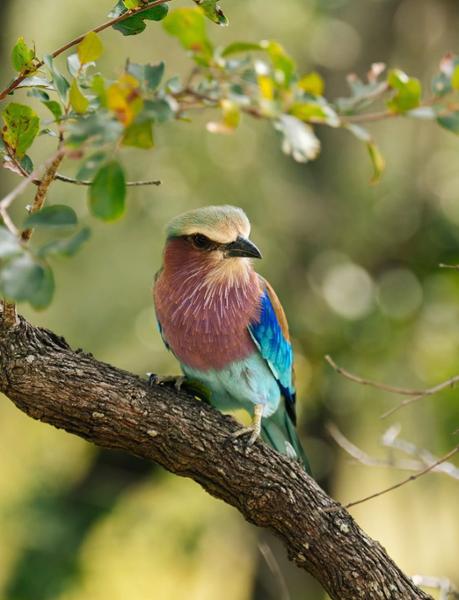 Cape Safari and Falls