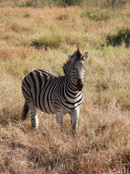 Cape Safari and Falls