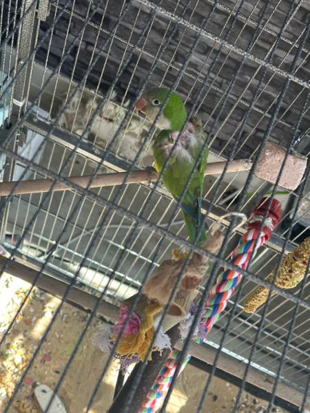 NEW CALCIFORM HiD3 Liquid Calcium for Cage & Aviary Birds