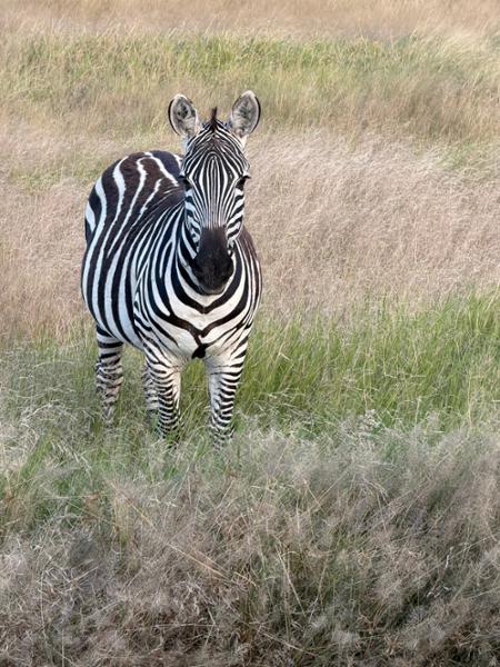Tanzania Explorer