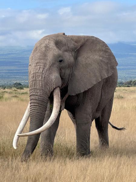 Tanzania Explorer